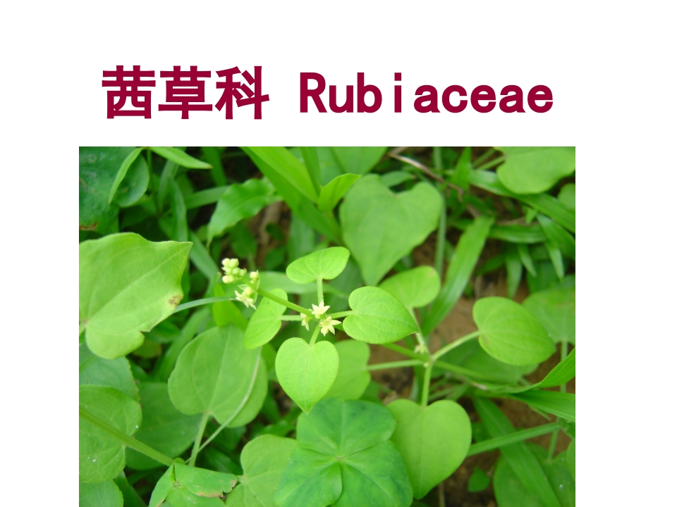 12.茜草科