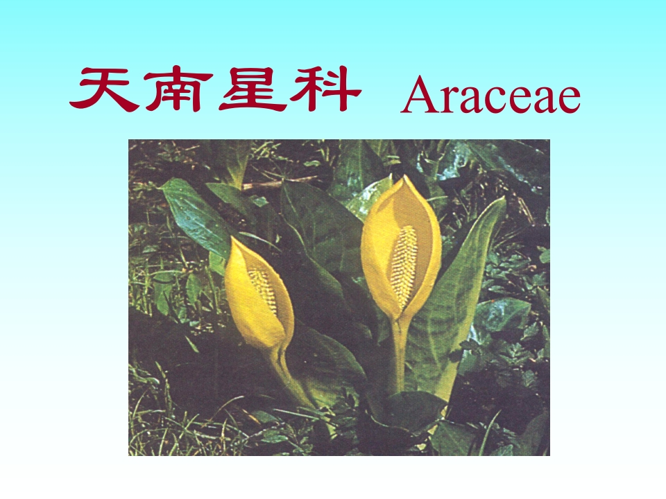 16.天南星科