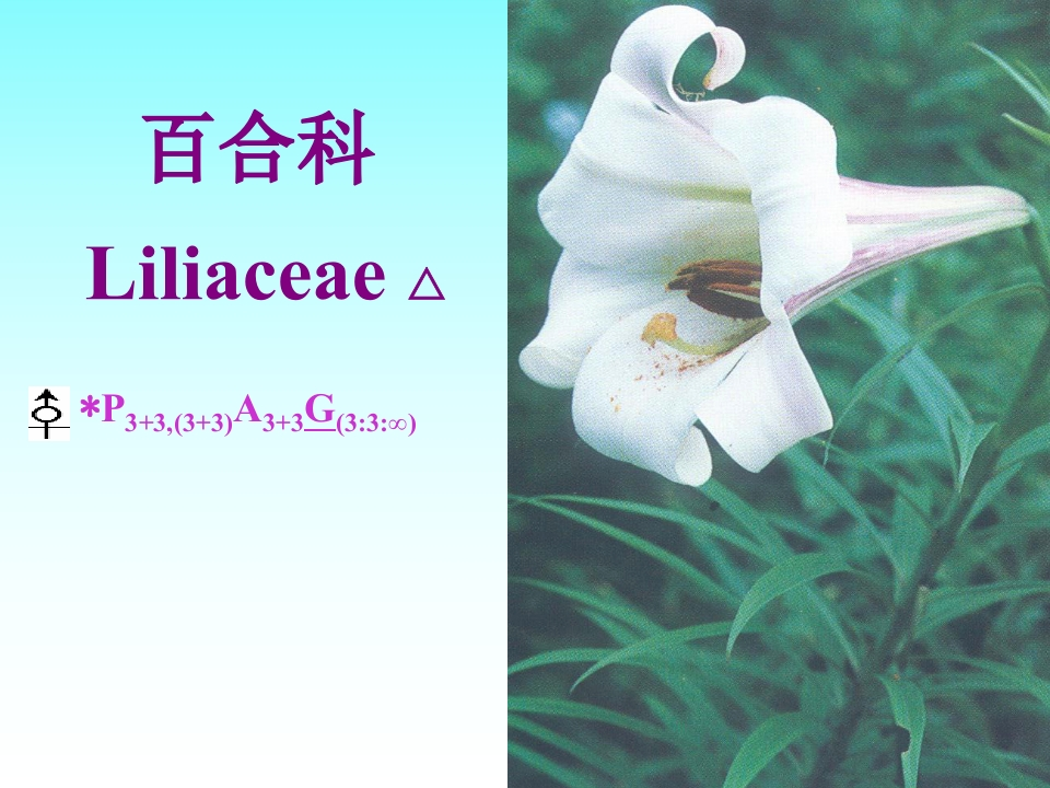 17.百合科