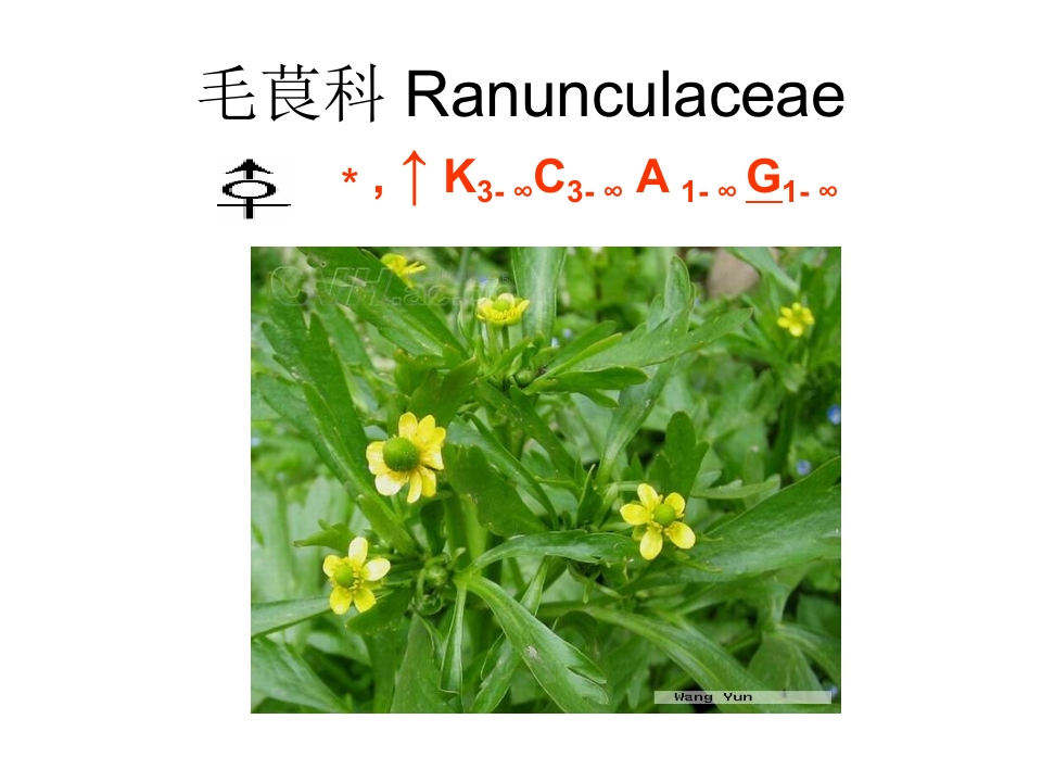 2.毛茛科