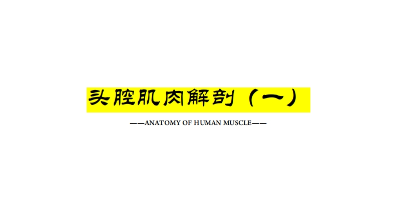 4.1头腔肌肉解剖