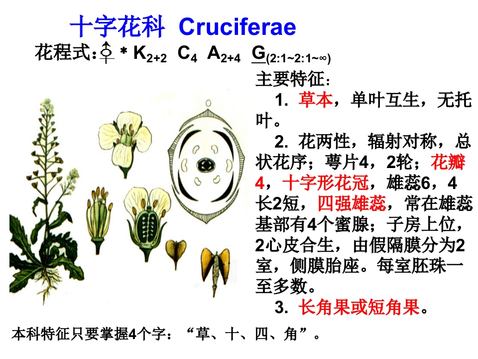 5.十字花科