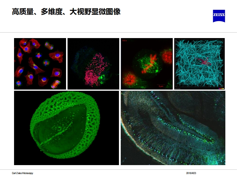 Zeiss激光共聚焦显微镜LSM880