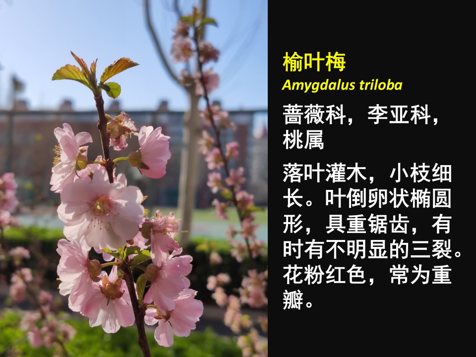 二附国际部校园植物识别手册