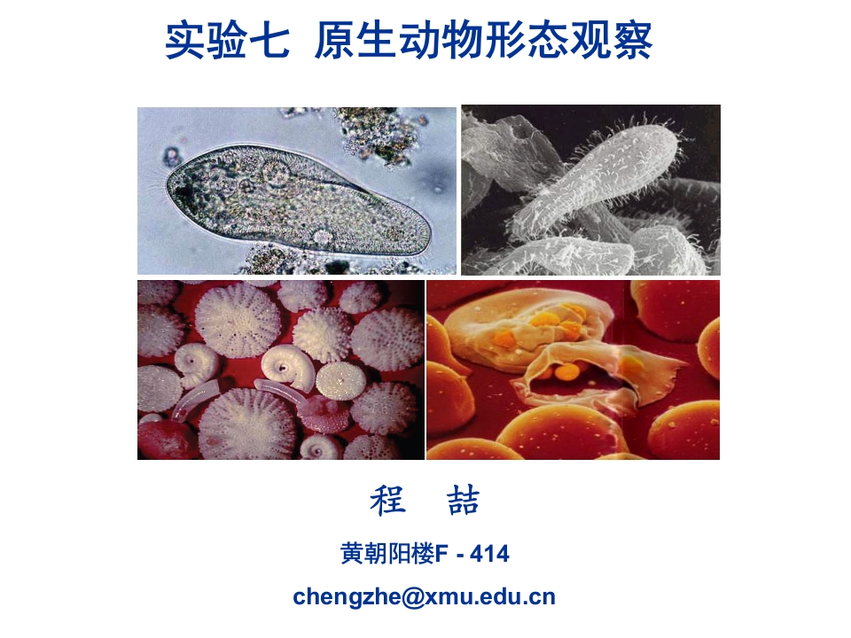 原生动物形态观察(普通生物学实验七)新质力文库 - 聚焦新质生产力发展的数字化知识库_行业洞察 / 理论成果 / 实践指南免费下载新质力文库