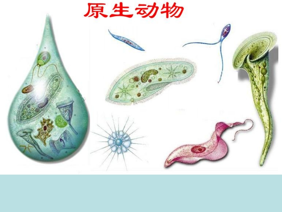 原生动物形态观察(普通生物学实验七)辅助参考资料新质力文库 - 聚焦新质生产力发展的数字化知识库_行业洞察 / 理论成果 / 实践指南免费下载新质力文库
