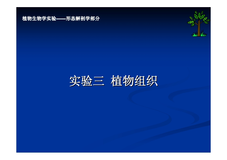 实验三-植物组织