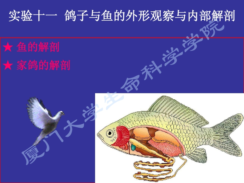 实验十一：鸽子与鱼的外形观察与内部解剖课件新质力文库 - 聚焦新质生产力发展的数字化知识库_行业洞察 / 理论成果 / 实践指南免费下载新质力文库