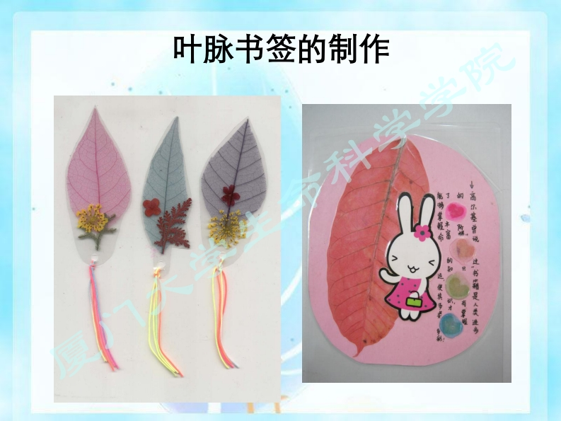 实验十三：叶脉书签的制作课件