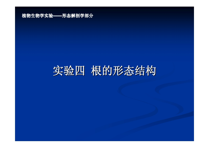 实验四-根的形态结构