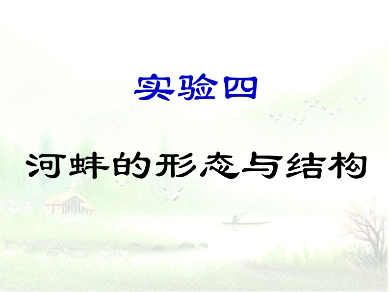 实验四-河蚌的形态与结构