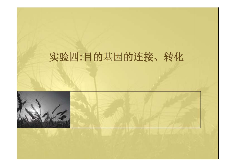 实验四_目的基因的连接、转化