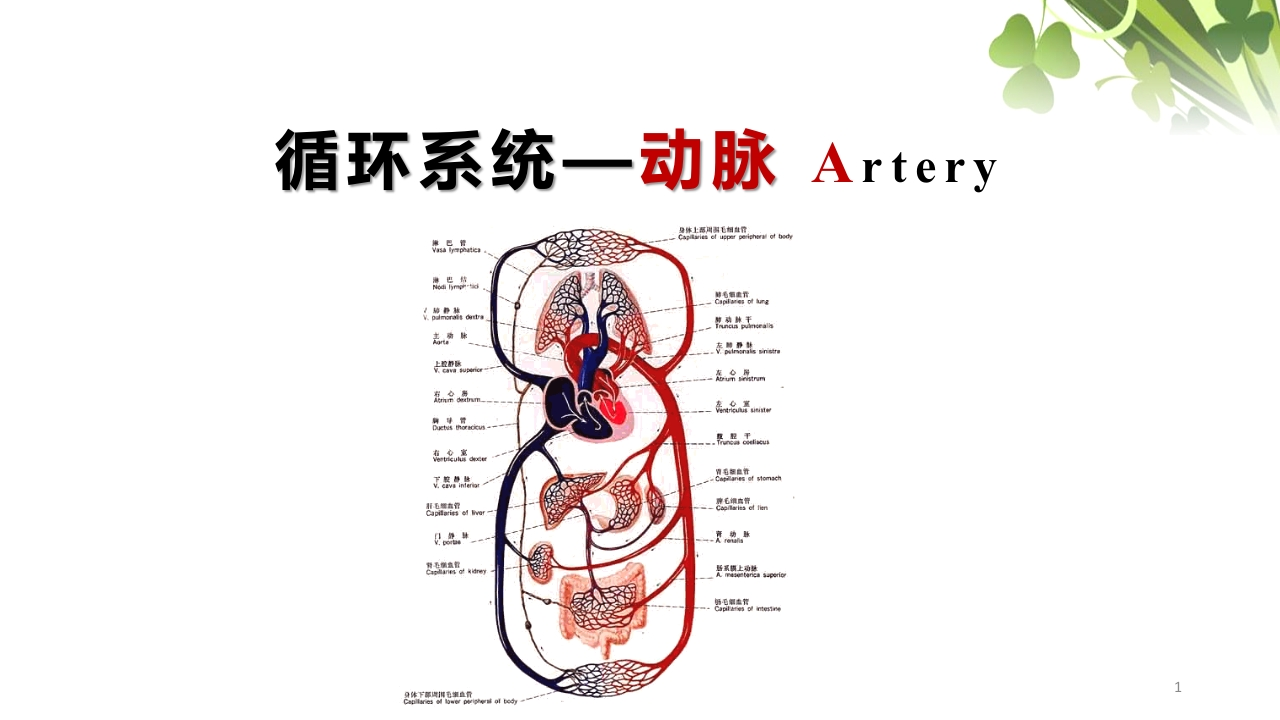 循环系统-动脉静脉及淋巴新质力文库 - 聚焦新质生产力发展的数字化知识库_行业洞察 / 理论成果 / 实践指南免费下载新质力文库