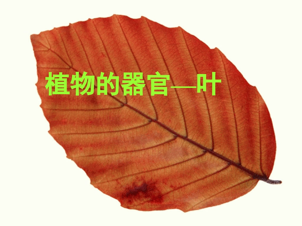植物器官—叶
