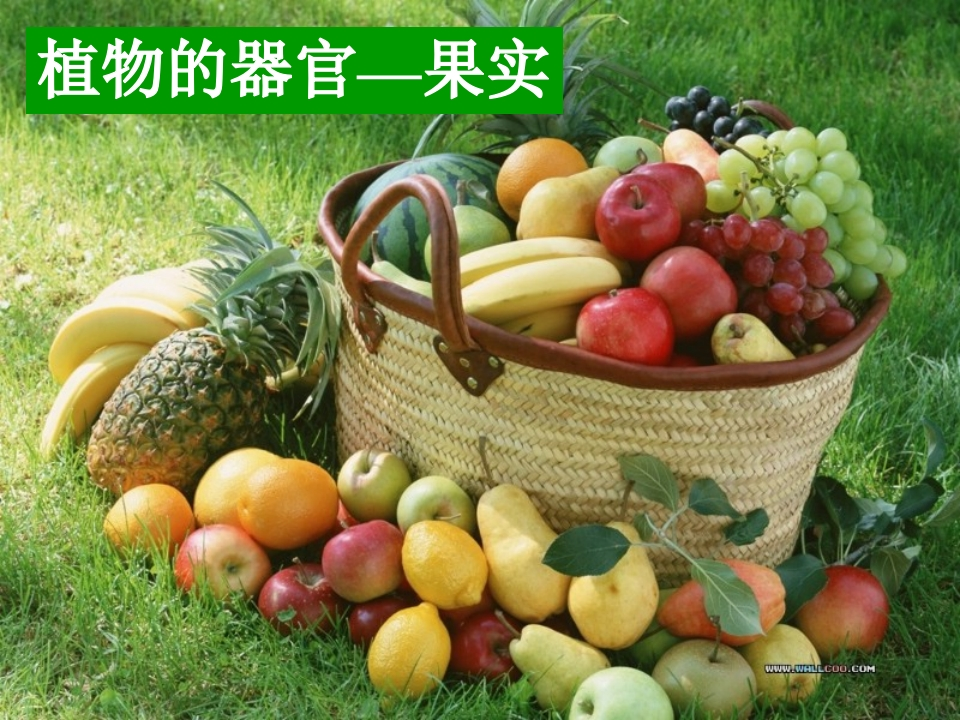 植物器官—果实