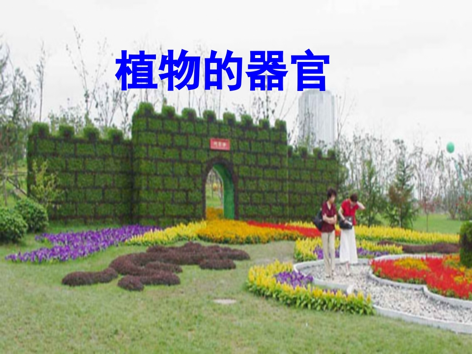 植物器官—根新质力文库 - 聚焦新质生产力发展的数字化知识库_行业洞察 / 理论成果 / 实践指南免费下载新质力文库