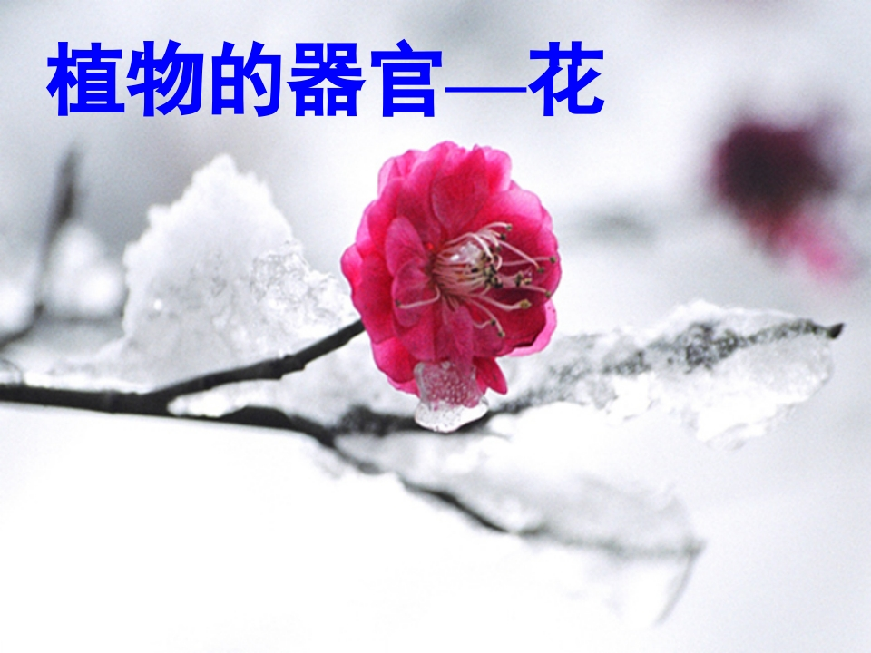 植物器官—花