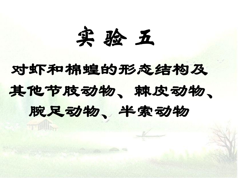 火验五-寸虾和棉蝗的形态结构及-他节肢动物、穿-棘皮动物、-半索动物-腕足动物、_