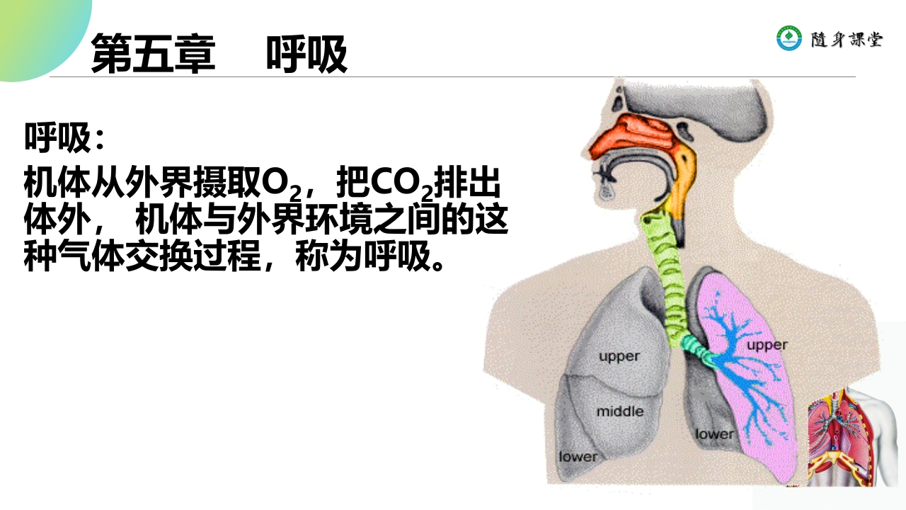 第五章呼吸