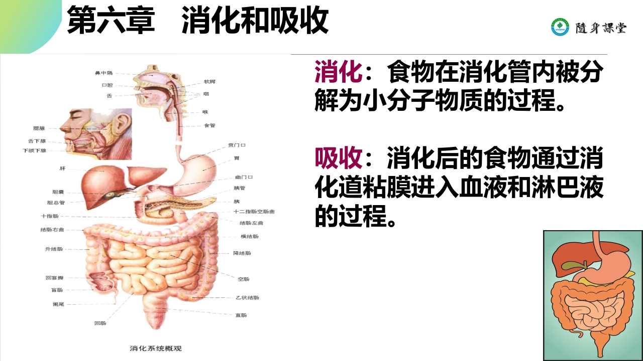 第六章消化与吸收