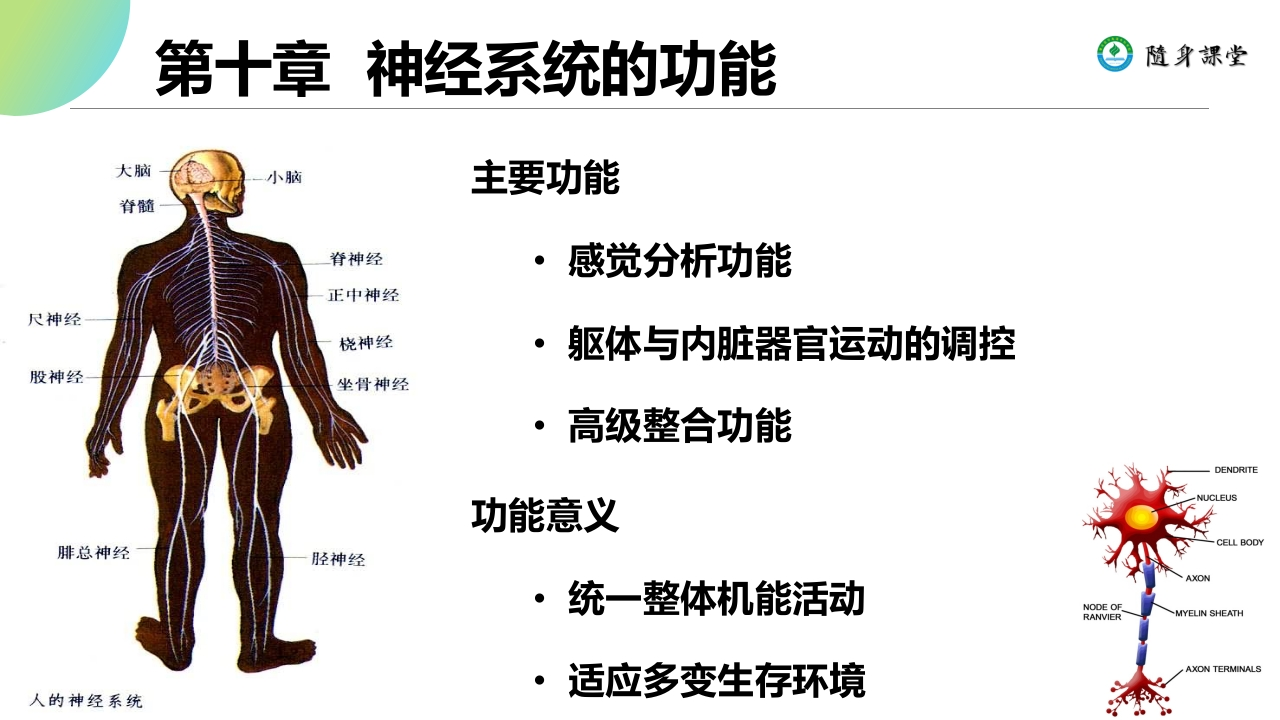 第十章神经系统