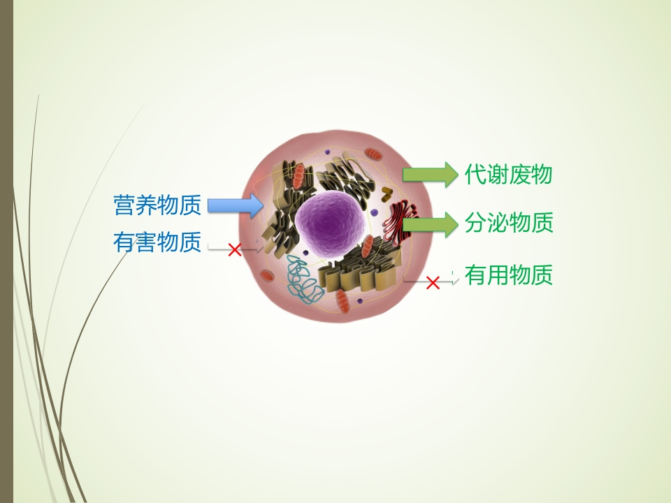 第四章物质的跨膜运输方式