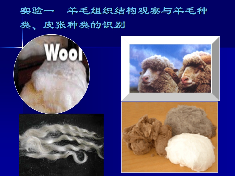 羊毛组织结构观察