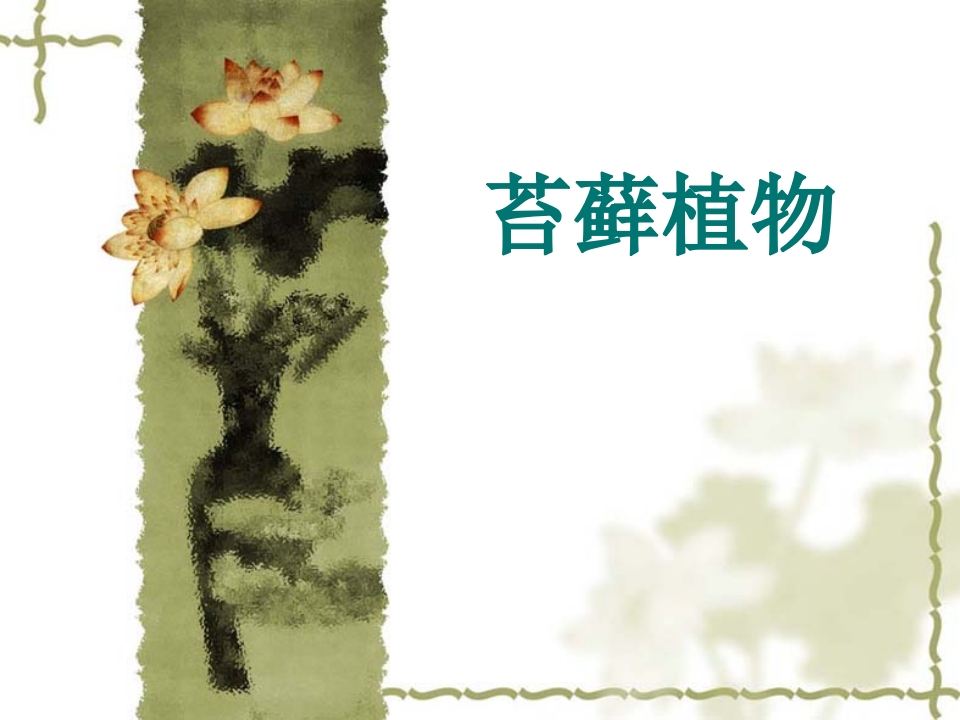 苔藓植物