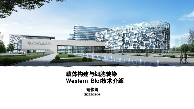 载体构建细胞转染和western_blot